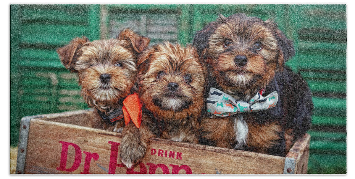 The Yorkshire Terrier Is A Small Dog Breed Of Terrier Type Bath Towel featuring the photograph Furry Trio by Sennie Pierson