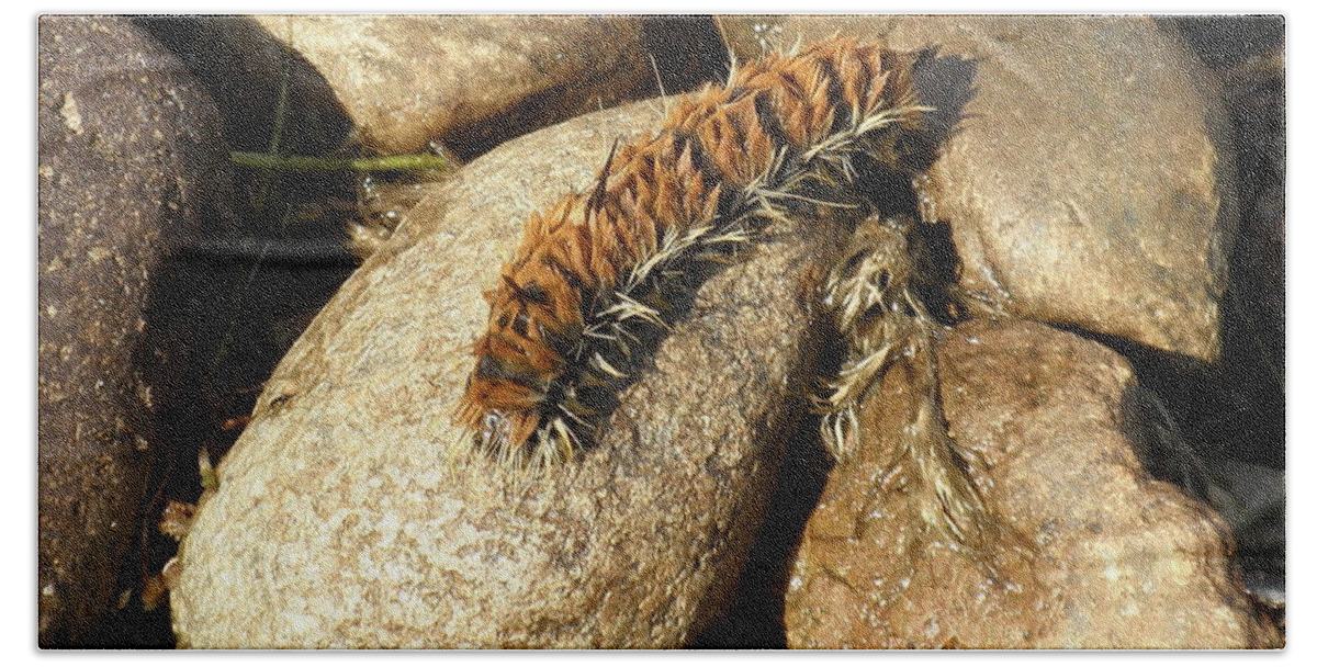 Caterpillar Bath Towel featuring the photograph Fuzzy Friend by Vivian Martin