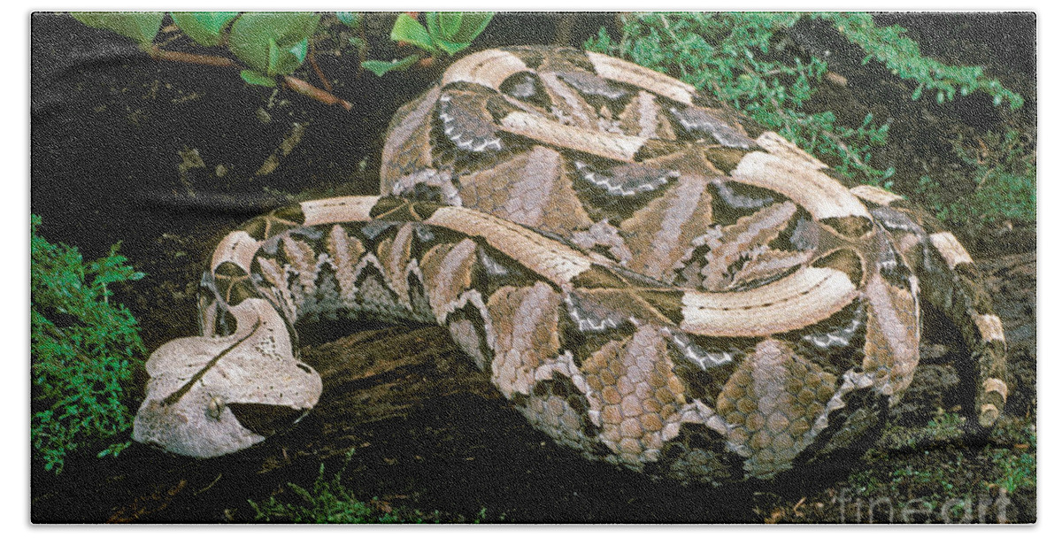 Gaboon Viper Bath Towel featuring the photograph Gaboon Viper by ER Degginger