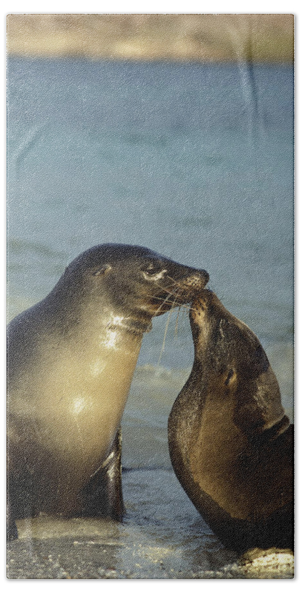 Feb0514 Bath Towel featuring the photograph Galapagos Sea Lion Bulls Greeting by Tui De Roy