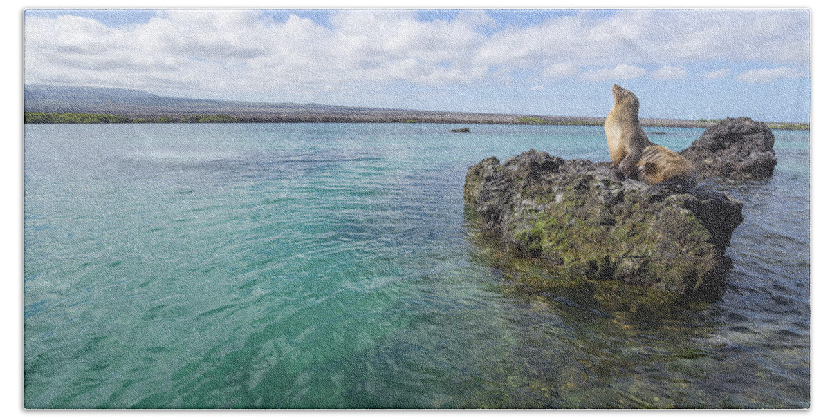 Tui De Roy Bath Towel featuring the photograph Galapagos Sea Lion Elizabeth Bay by Tui De Roy