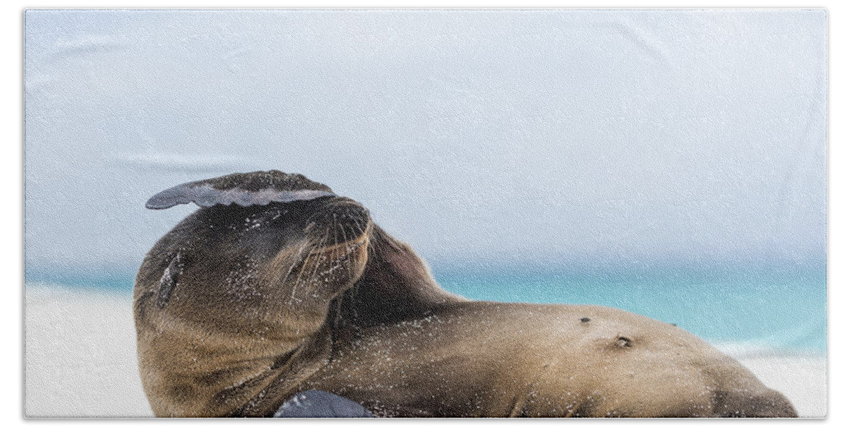 Tui De Roy Bath Towel featuring the photograph Galapagos Sea Lion Pup Covering Face by Tui De Roy