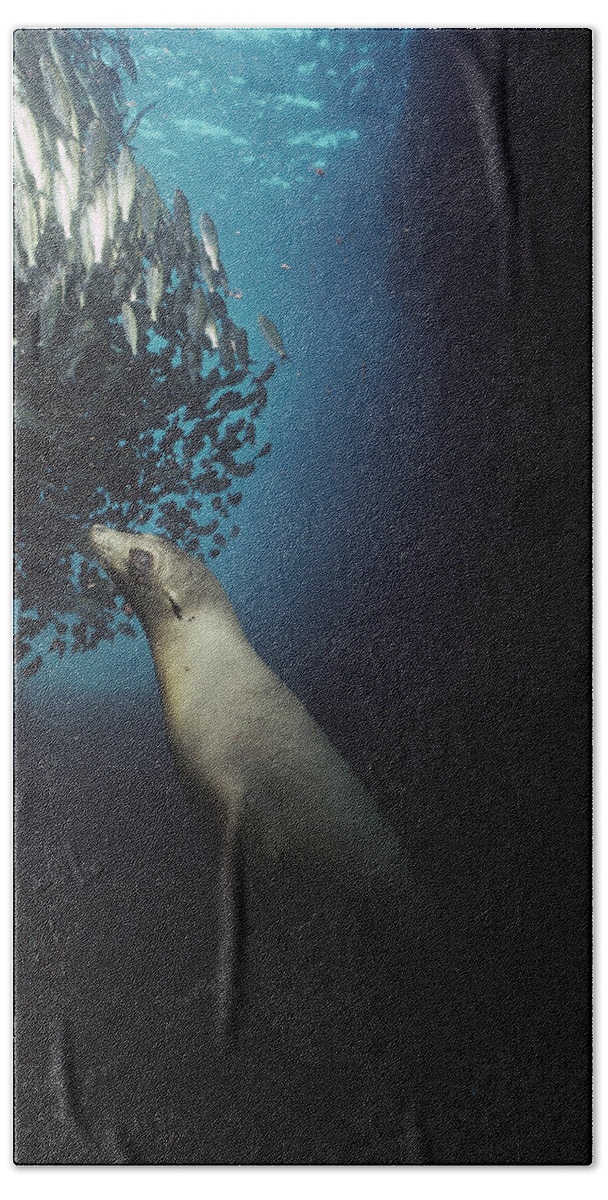 Feb0514 Bath Towel featuring the photograph Galapagos Sea Lion Pup Fishing by Tui De Roy