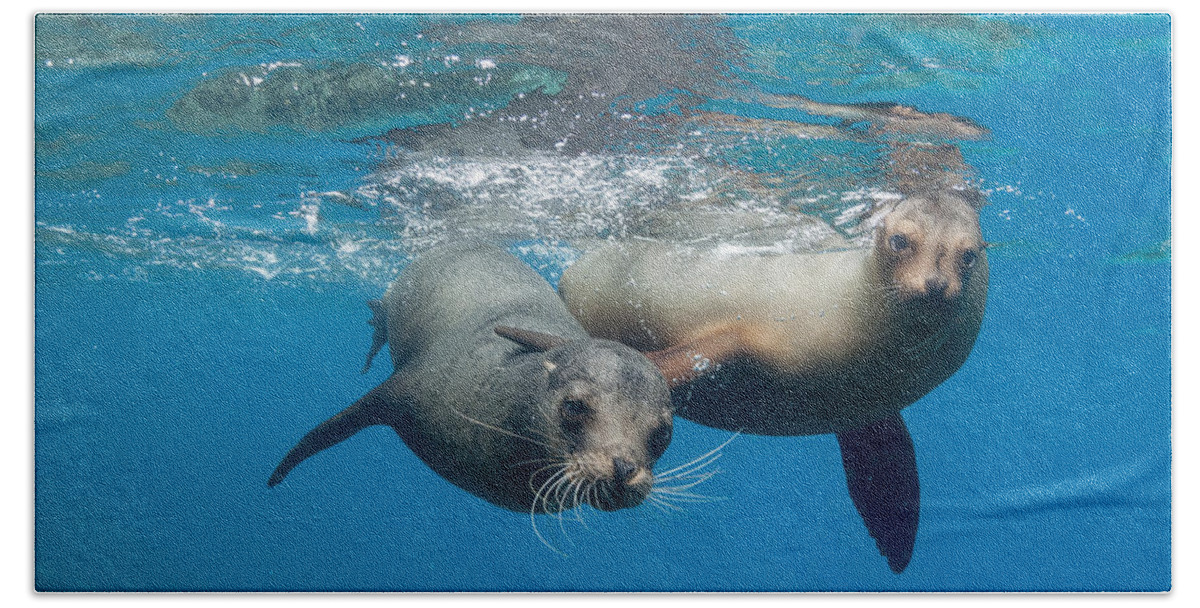 536785 Hand Towel featuring the photograph Galapagos Sealion And Pup Galapagos by Tui De Roy