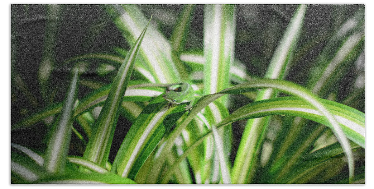 Gecko Hand Towel featuring the photograph Gecko Camouflaged on Spider Plant by Connie Fox