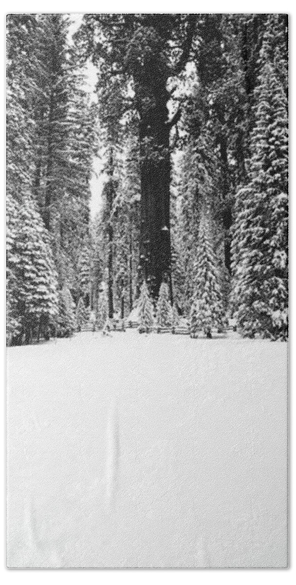 Photography Hand Towel featuring the photograph General Sherman Trees In A Snow Covered by Panoramic Images