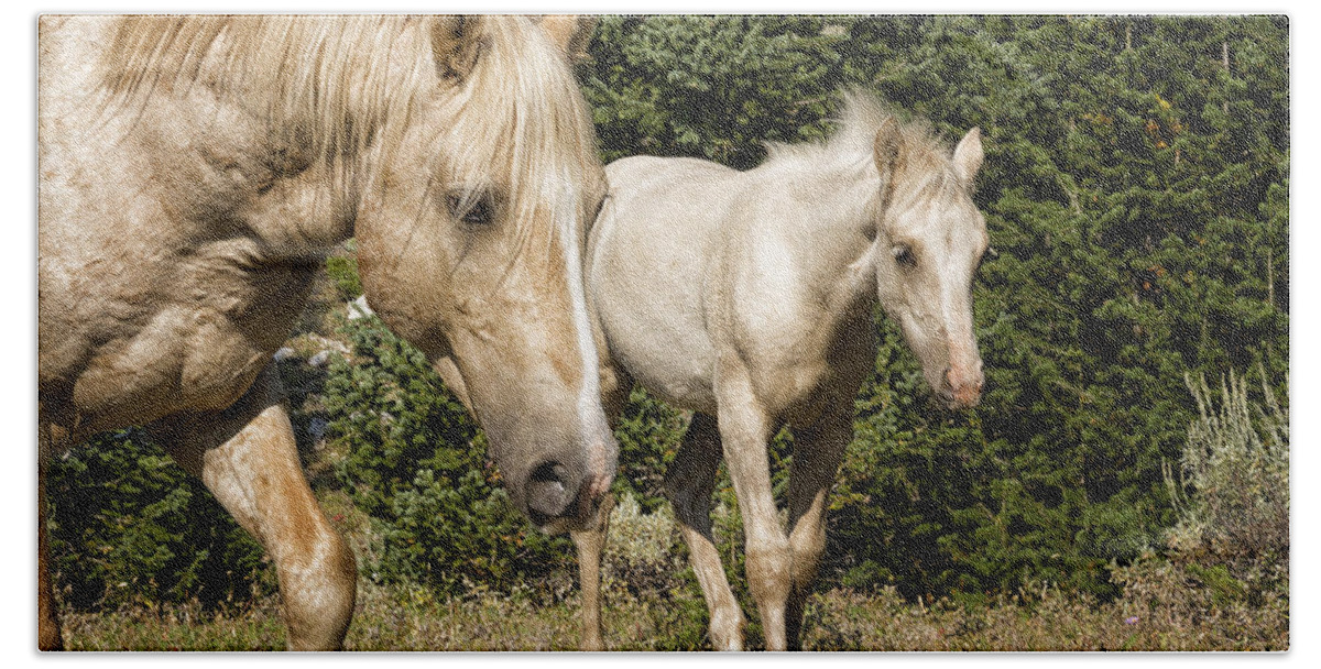 Horse Bath Sheet featuring the photograph Generations - Cloud of the Pryor Mountains by Elaine Haberland