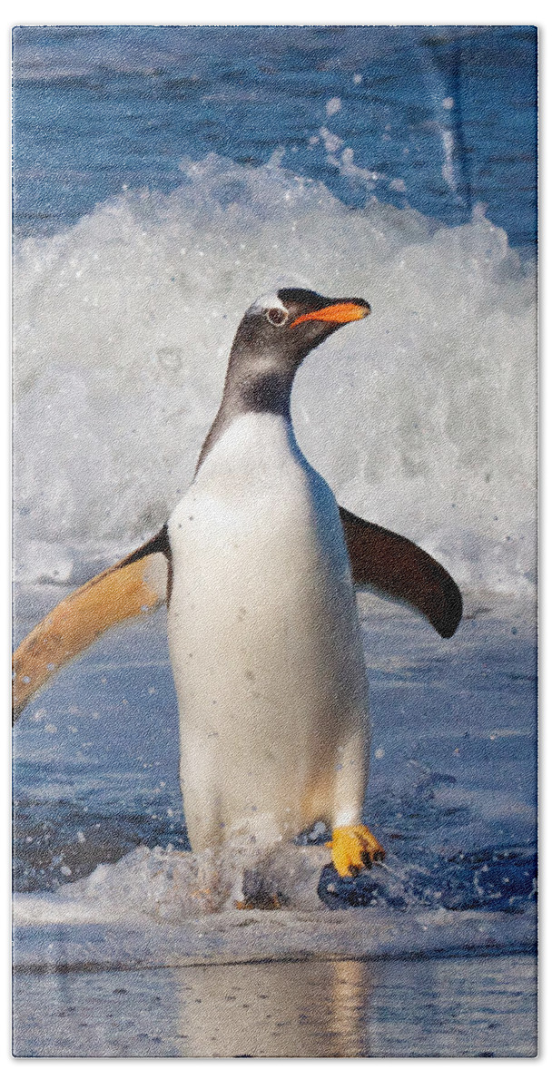 Falkland Islands Hand Towel featuring the photograph Gentoo Ashore by David Beebe