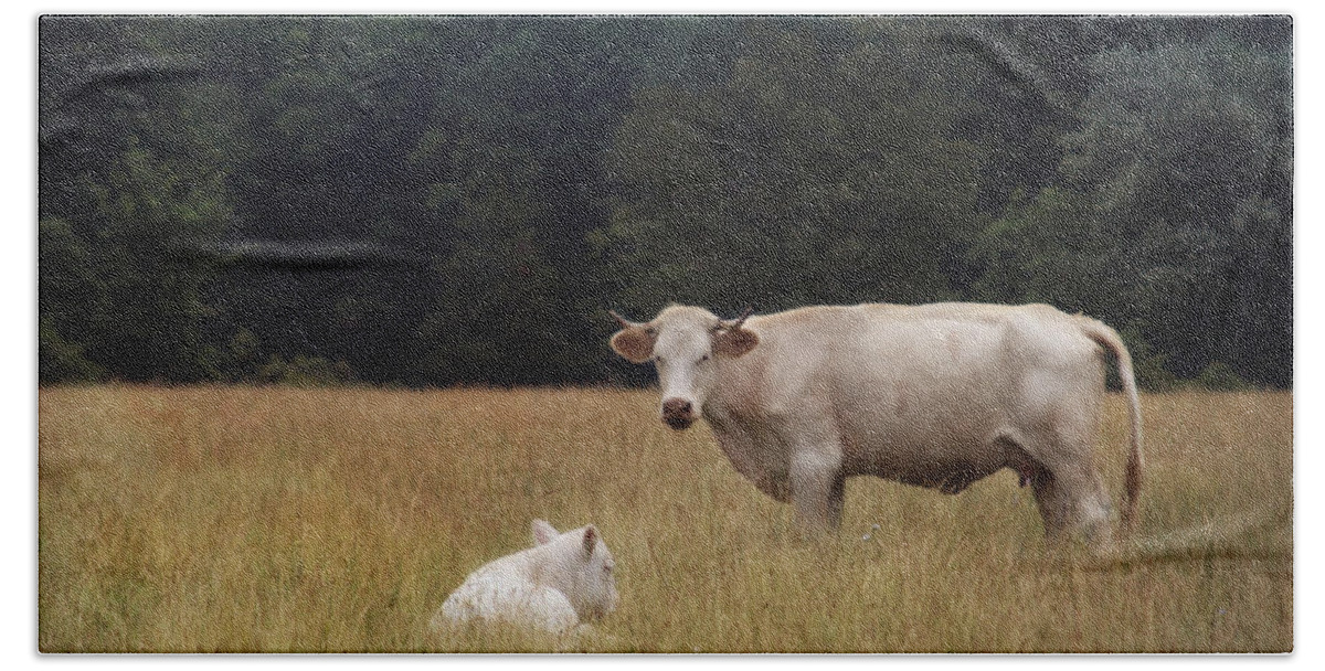 Cow Bath Towel featuring the photograph Ghost Cow And Calf by Beth Ferris Sale