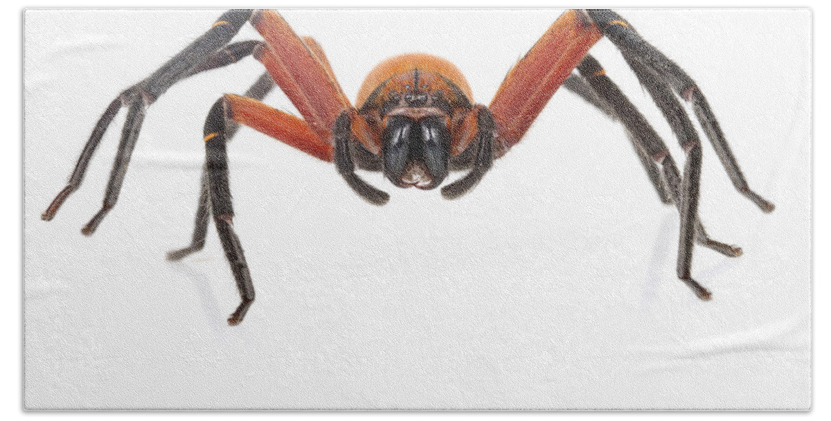 Feb0514 Hand Towel featuring the photograph Giant Crab Spider Suriname by Piotr Naskrecki