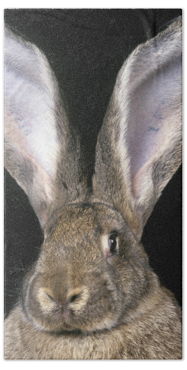 Giant Flemish Rabbit Hand Towel featuring the photograph Giant Flemish Rabbit by Jean-Michel Labat