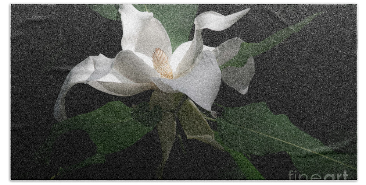 White Bath Towel featuring the photograph Giant Magnolia by Angela DeFrias
