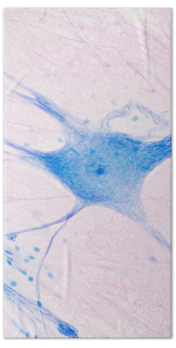 Light Micrograph Hand Towel featuring the photograph Giant Multipolar Neuron And Glial by Science Stock Photography