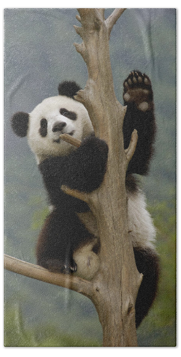 Feb0514 Bath Towel featuring the photograph Giant Panda Cub Climbing Tree Wolong by Katherine Feng
