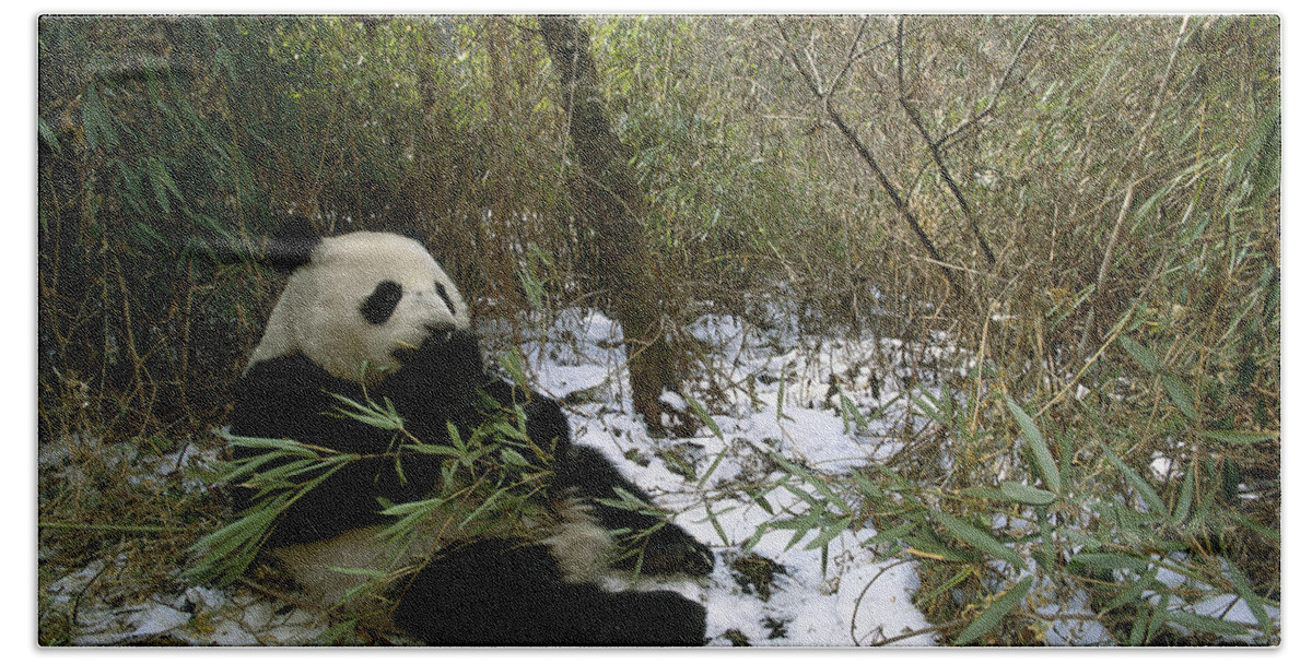 Feb0514 Hand Towel featuring the photograph Giant Panda Eating Bamboo Wolong China by Pete Oxford