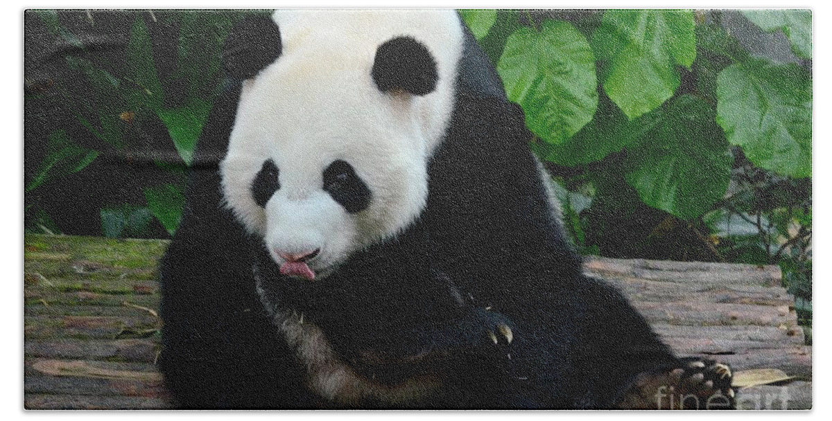 Panda. Bear Hand Towel featuring the photograph Giant Panda with tongue touching nose at River Safari Zoo Singapore by Imran Ahmed