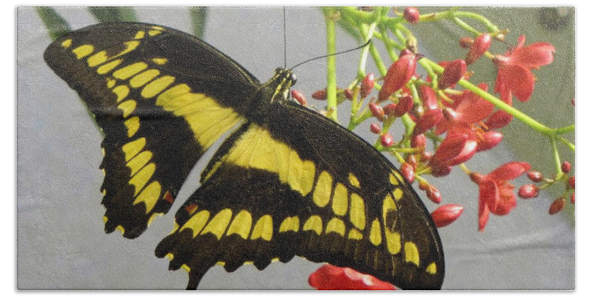 Butterfly Bath Towel featuring the photograph Giant Swallowtail by Jennifer Wheatley Wolf