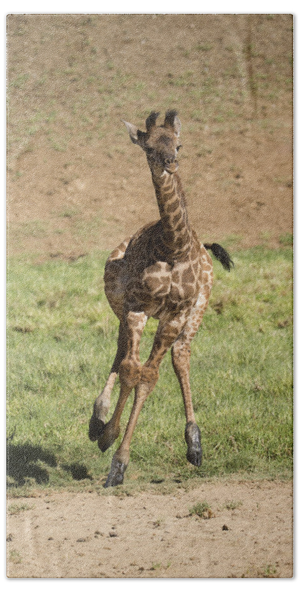 San Diego Zoo Bath Towel featuring the photograph Giraffe Calf Running by San Diego Zoo