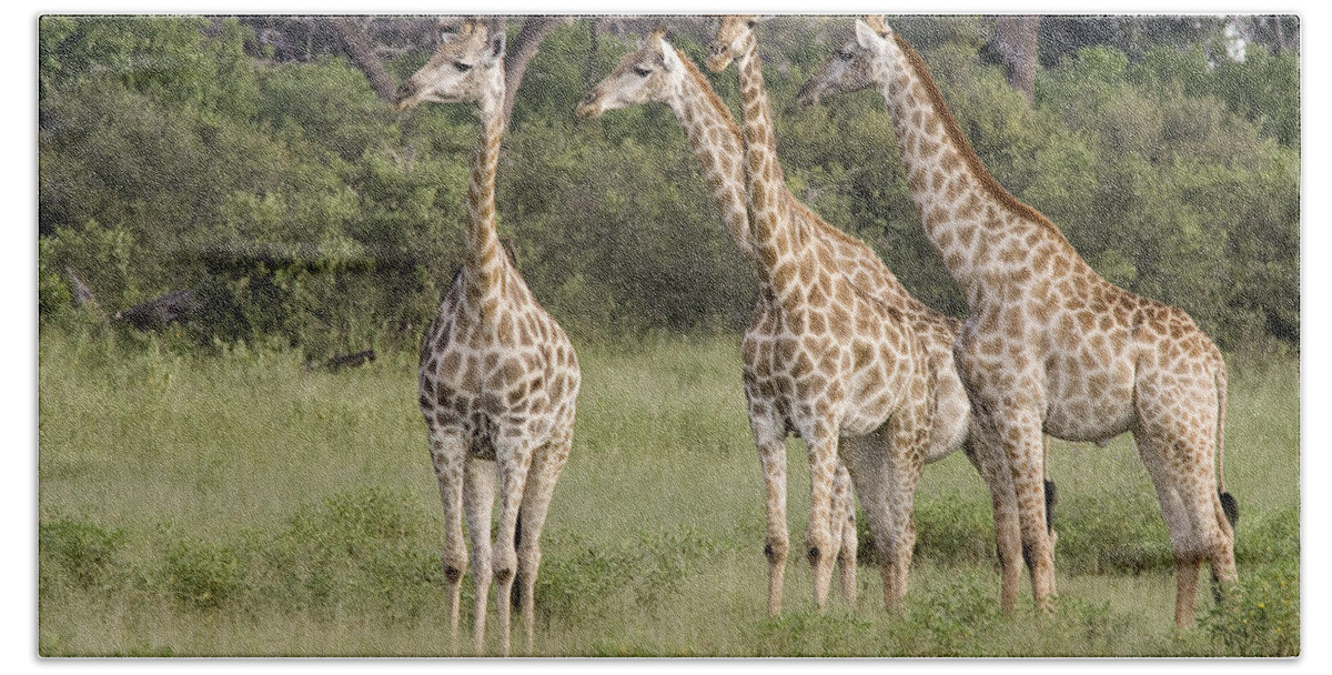 00478349 Hand Towel featuring the photograph Giraffe Group Botswana by Matthias Breiter