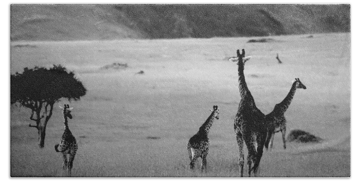 Giraffe Hand Towel featuring the photograph Giraffe in Black and White by Sebastian Musial