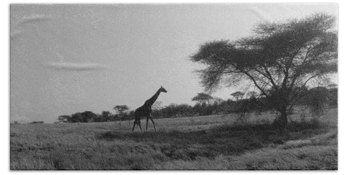 Photography Bath Towel featuring the photograph Giraffe On The Plains, Kenya, Africa by Panoramic Images