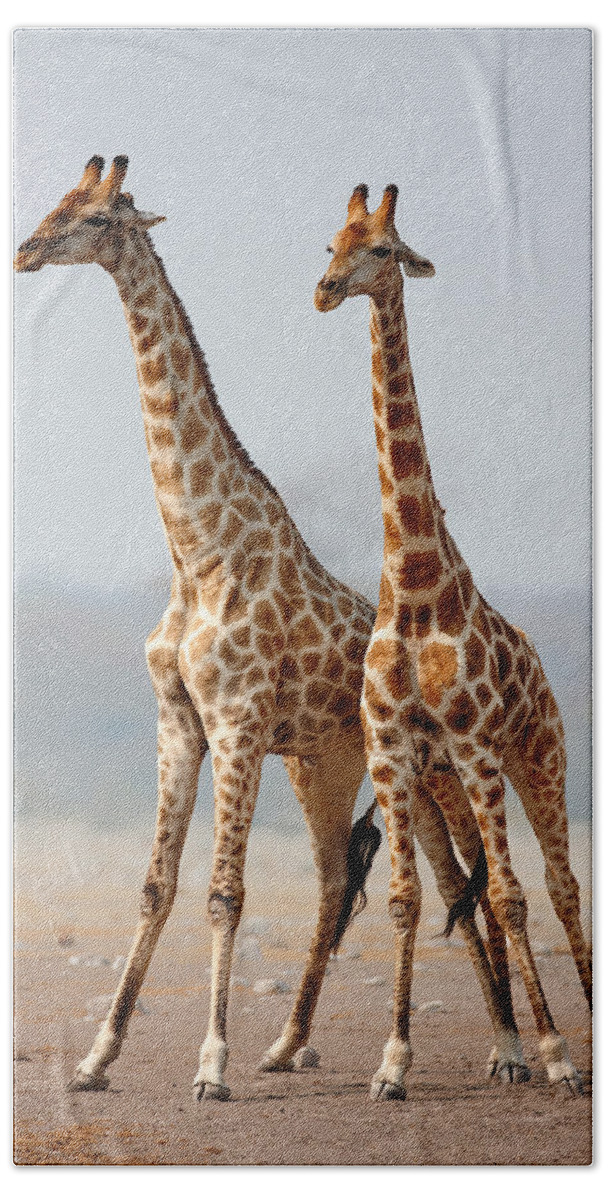 Giraffes Hand Towel featuring the photograph Giraffes standing together by Johan Swanepoel