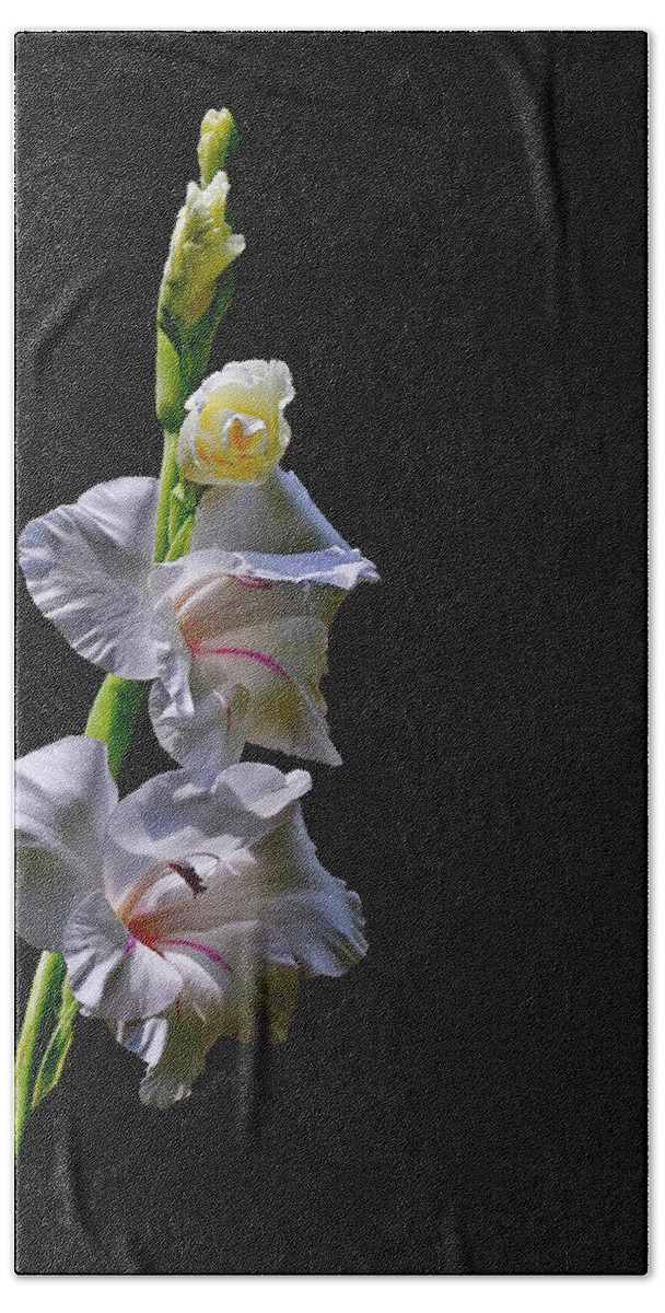 Flower Hand Towel featuring the photograph Gladiola #1 by Farol Tomson