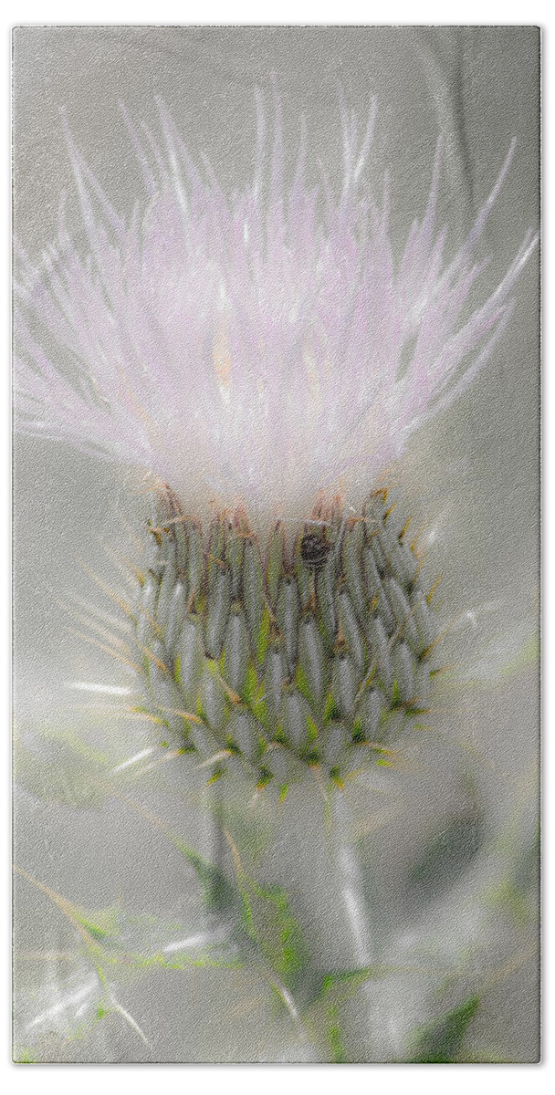 Glimmering Thistle Hand Towel featuring the photograph Glimmering Thistle by Debra Martz