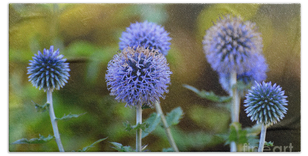 Thistle Hand Towel featuring the photograph Globe Thistle by Rodney Campbell