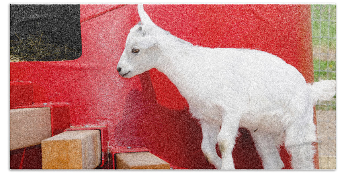 Goat Hand Towel featuring the photograph Kid's Play by Laurel Best