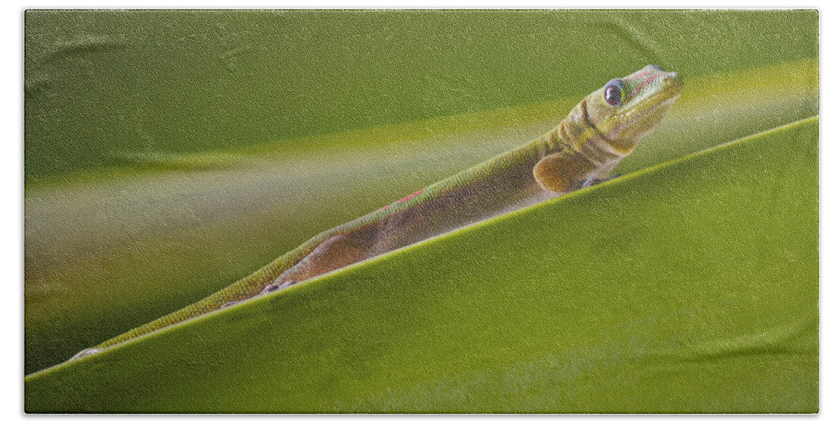 Gold Dust Day Gecko Bath Towel featuring the photograph Gold Dust Day Gecko by Venetia Featherstone-Witty
