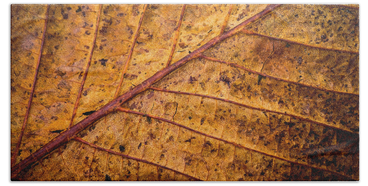 Leaf Bath Towel featuring the photograph Gold Leaf by Nigel R Bell