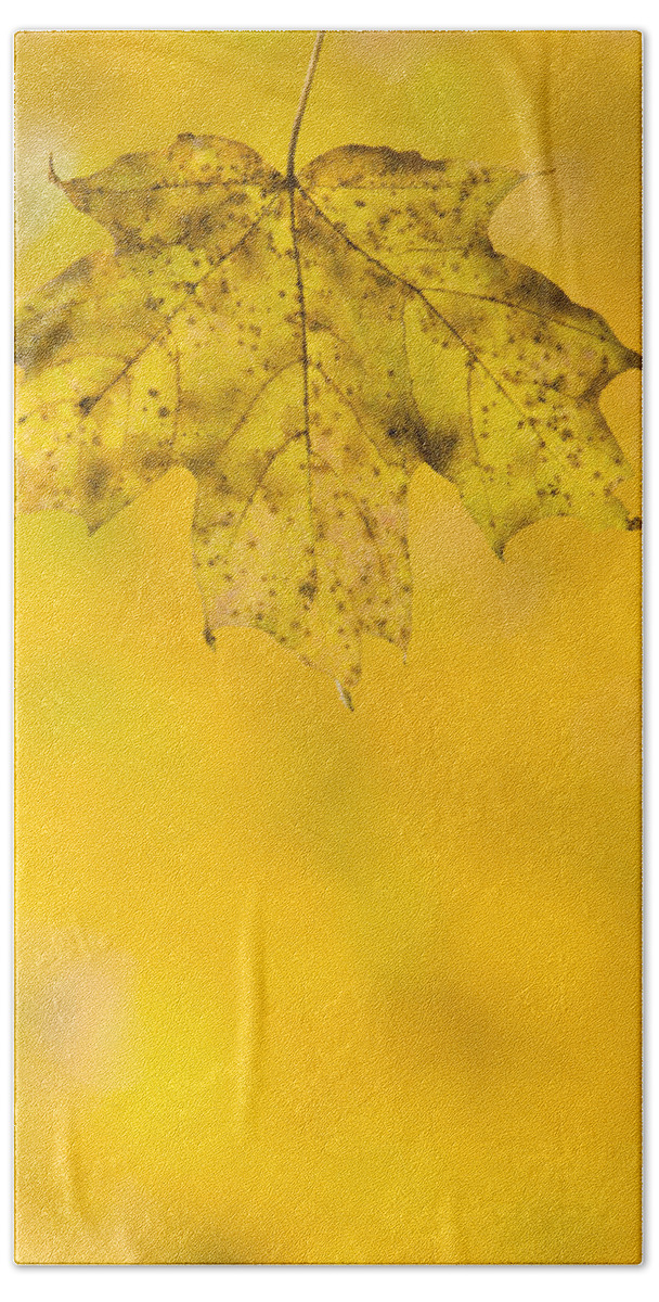 Fall Bath Towel featuring the photograph Golden Autumn by Sebastian Musial