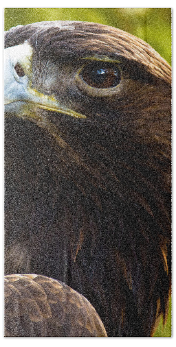 Golden Eagle Bath Towel featuring the photograph Golden Eagle by Robert L Jackson