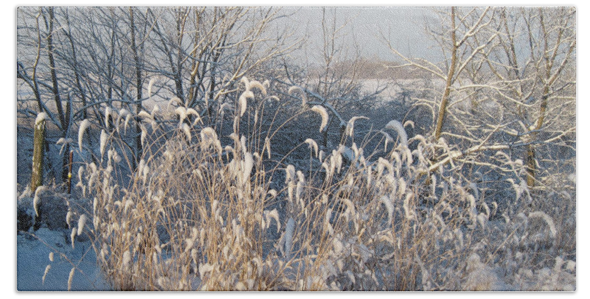 Golden Grass Bath Towel featuring the photograph Sun on Golden Foxtail Grass in the Snow by Conni Schaftenaar