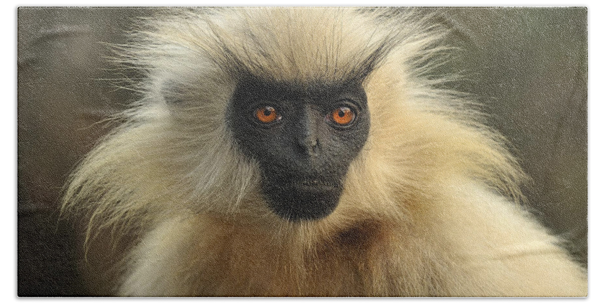 Thomas Marent Hand Towel featuring the photograph Golden Langur Chakrashila Wildlife by Thomas Marent