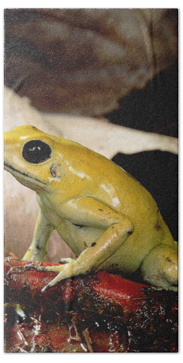 Feb0514 Bath Towel featuring the photograph Golden Poison Dart Frog Colombia by Mark Moffett