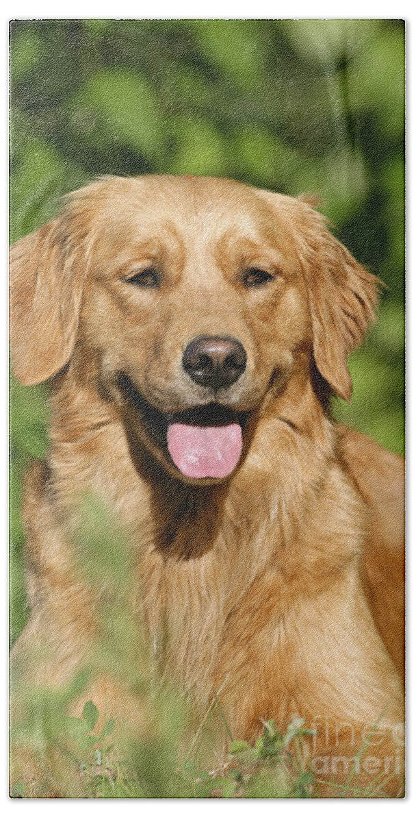 Dog Bath Towel featuring the photograph Golden Retriever by Rolf Kopfle