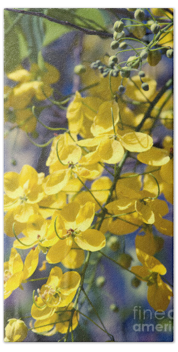 Aloha Bath Sheet featuring the photograph Golden Shower Tree - Cassia fistula - Kula Maui Hawaii by Sharon Mau
