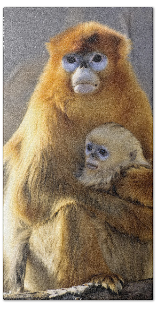 Feb0514 Bath Towel featuring the photograph Golden Snub-nosed Monkey And Baby China by Konrad Wothe