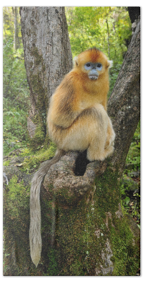 Feb0514 Bath Towel featuring the photograph Golden Snub-nosed Monkey Juvenile China by Thomas Marent