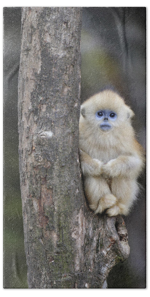 Feb0514 Bath Towel featuring the photograph Golden Snub-nosed Monkey Young China by Thomas Marent