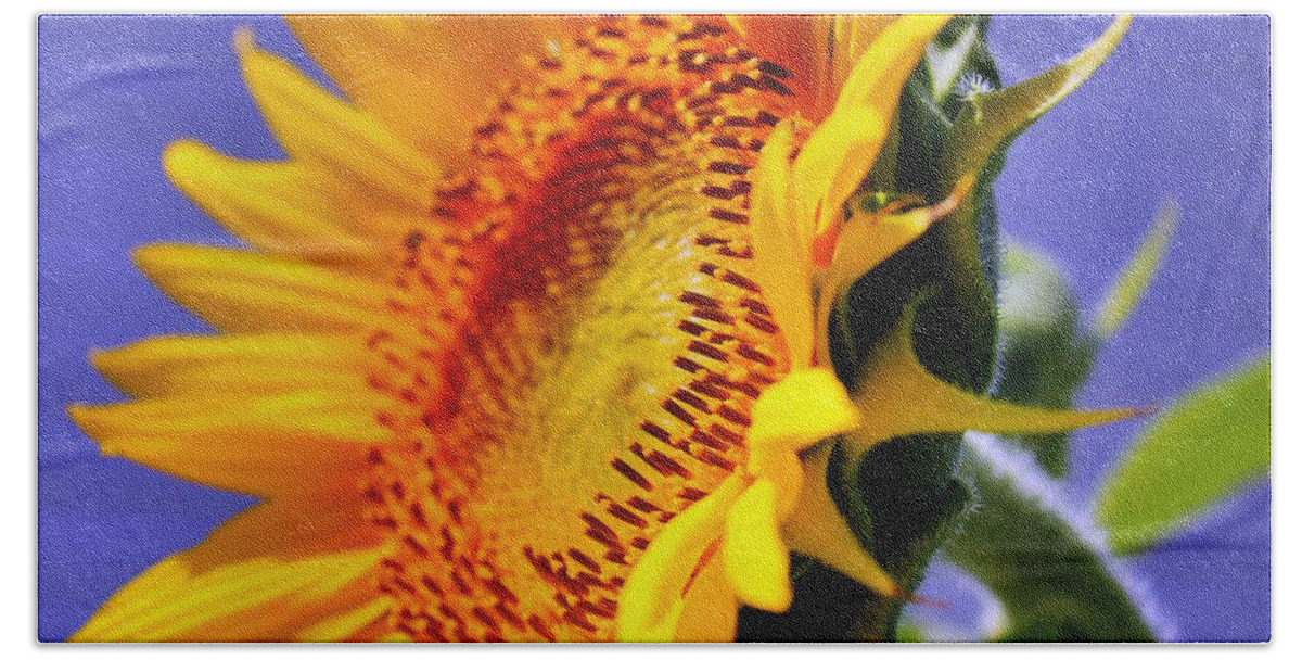 Sunflower Bath Towel featuring the photograph Golden Sunflower by Judy Palkimas