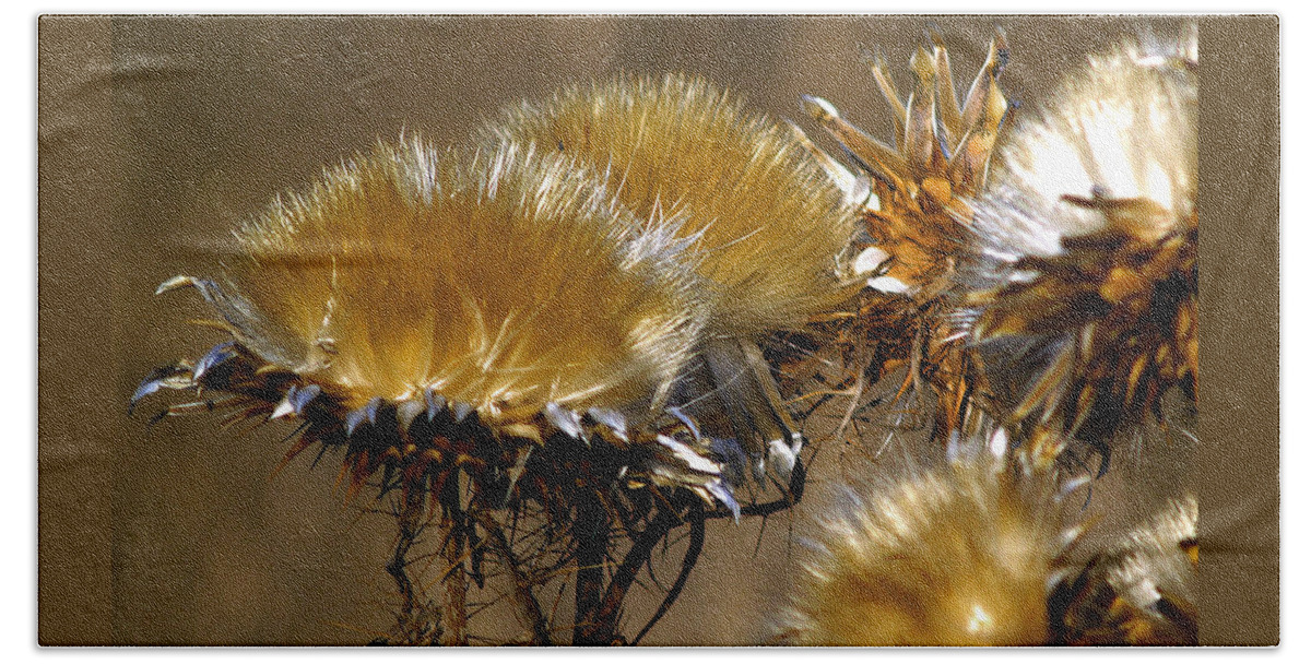 Wild Flowers Bath Towel featuring the photograph Golden Thistle by Bill Gallagher