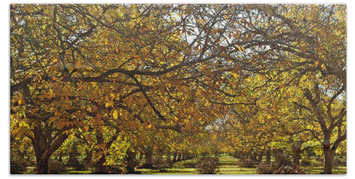 English Walnuts Bath Towel featuring the photograph Golden Walnut Orchard by Michele Myers