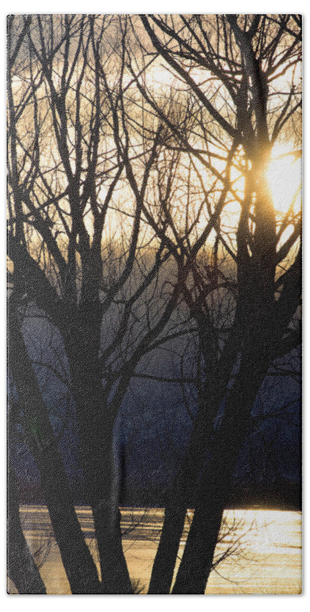 Trees Bath Towel featuring the photograph Golden Winter Glow by James BO Insogna