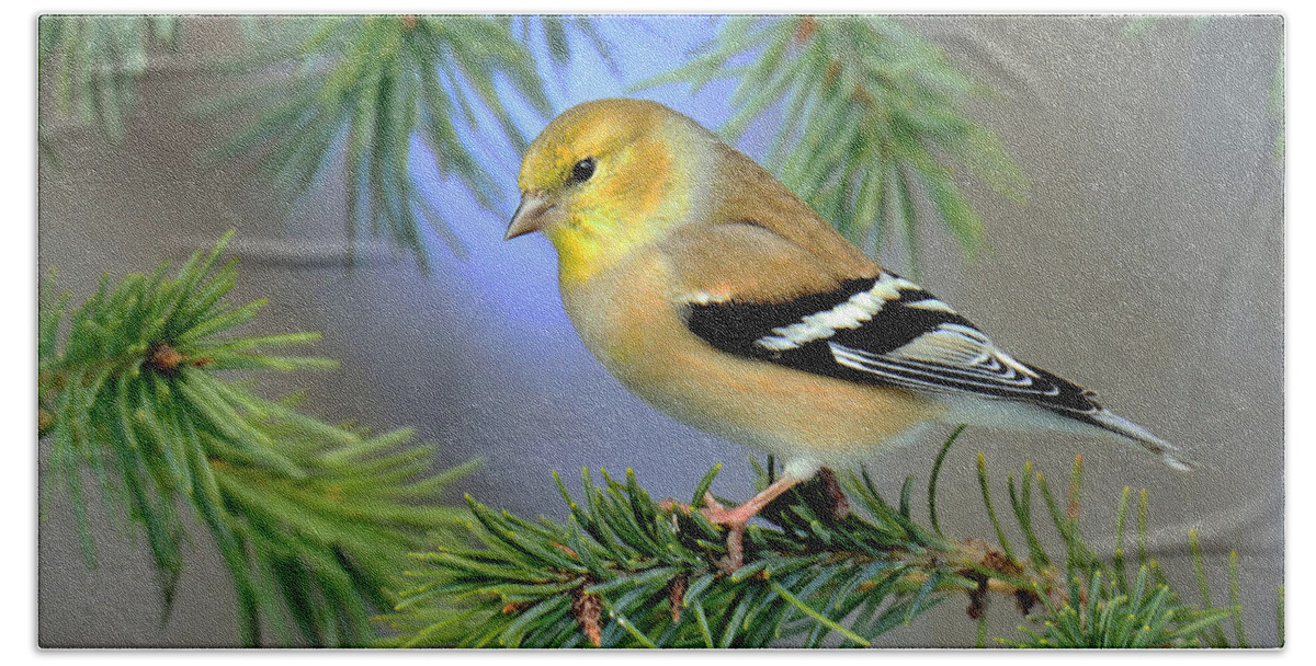 Goldfinch Bath Towel featuring the photograph Goldfinch in a Fir Tree by Rodney Campbell