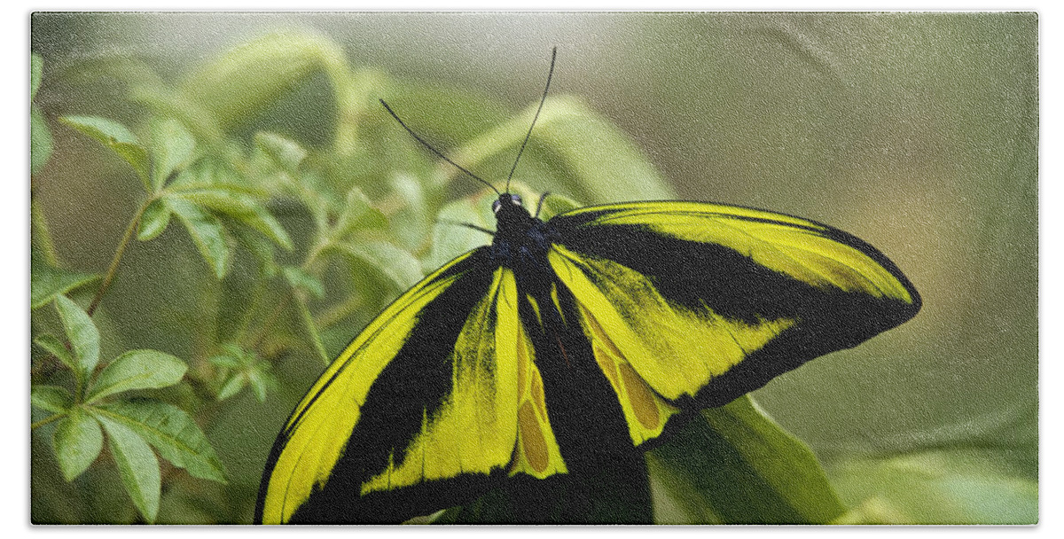 Feb0514 Bath Towel featuring the photograph Goliath Birdwing Butterfly Irian Jaya by Konrad Wothe