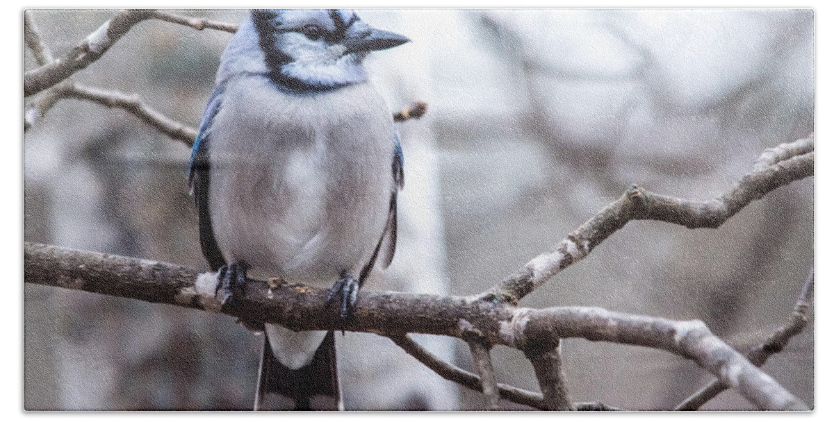  Bath Towel featuring the photograph Gorgeous Blue Jay by Cheryl Baxter
