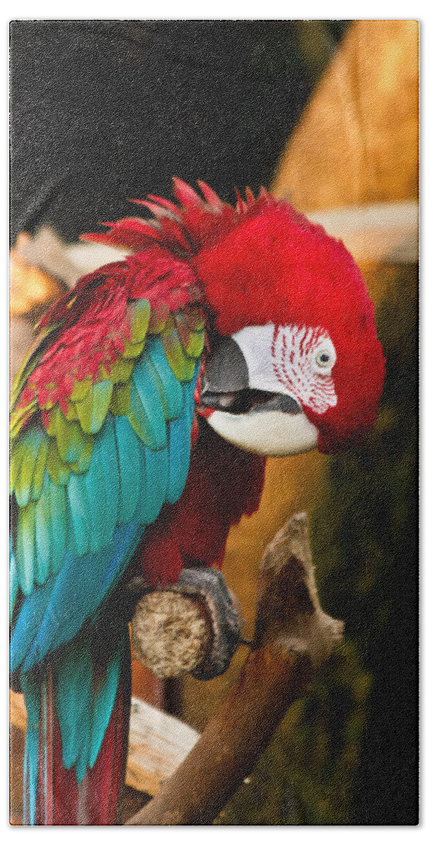 Vanity Macaw print beach bag